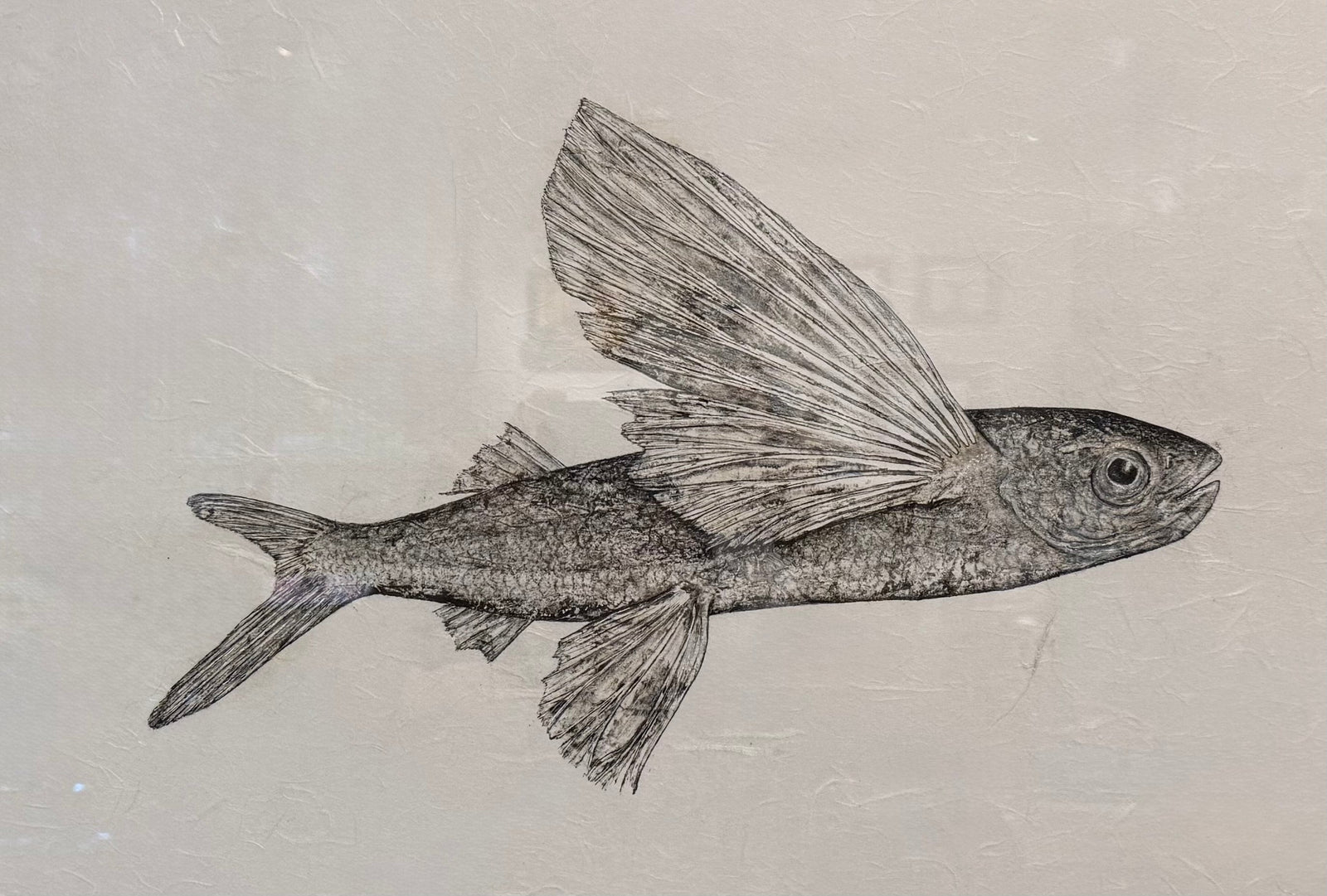Gyotaku Originals