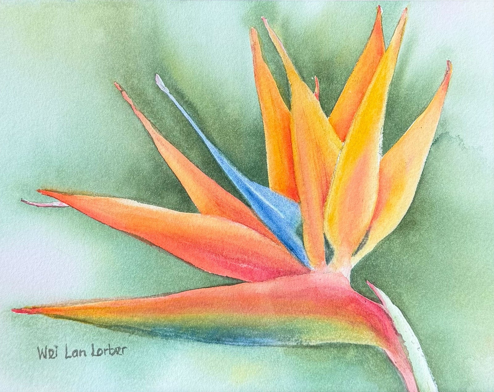 Watercolor Paintings