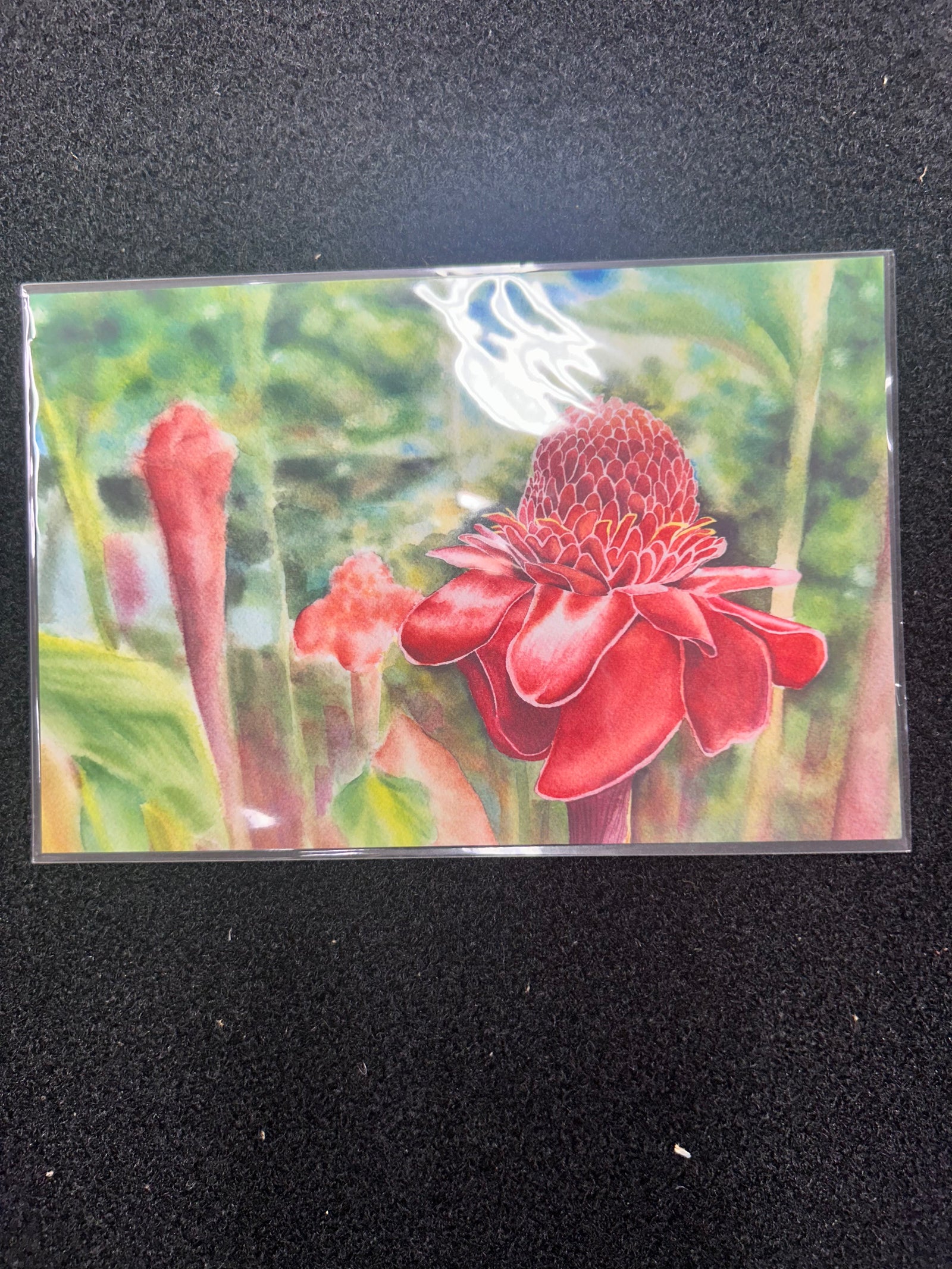 Poshiki: Torch Ginger Postcard