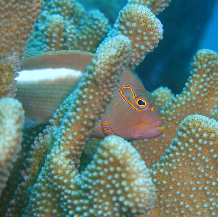 Kristin Belew: Metal Photo "Arc-Eye Hawkfish Hiding"