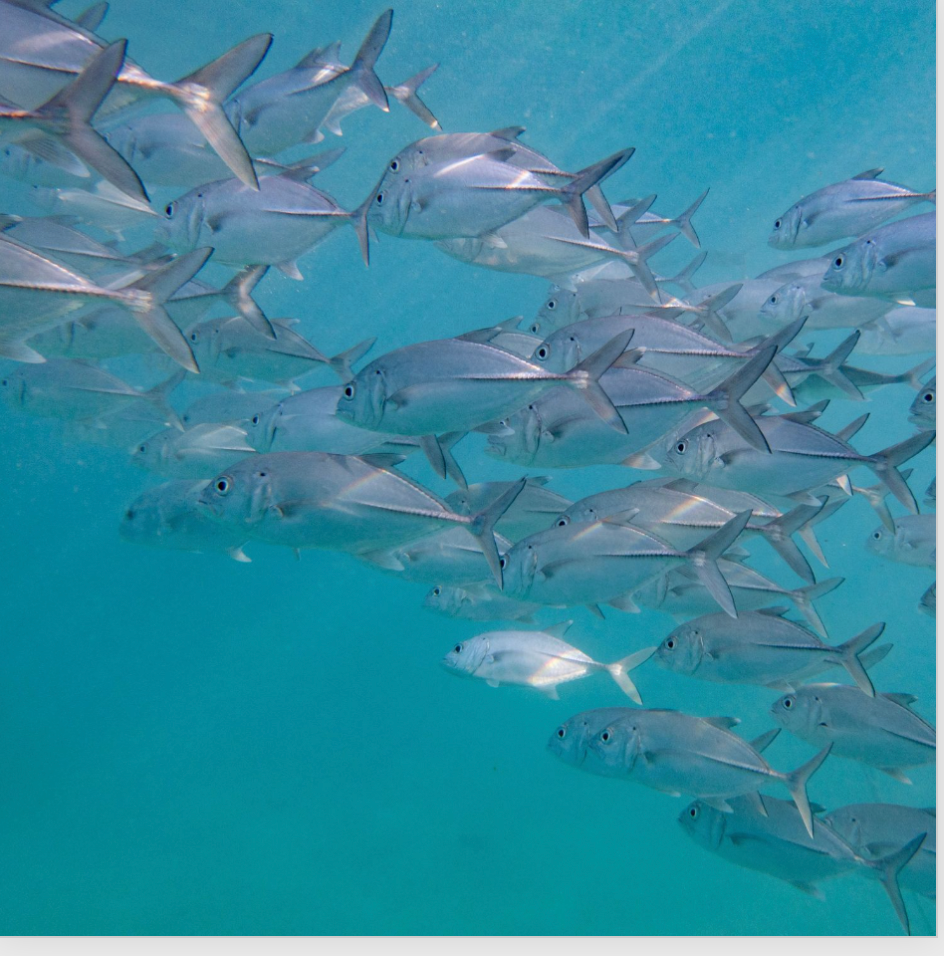 Kristin Belew: Metal Photo "BigEye Trevally"