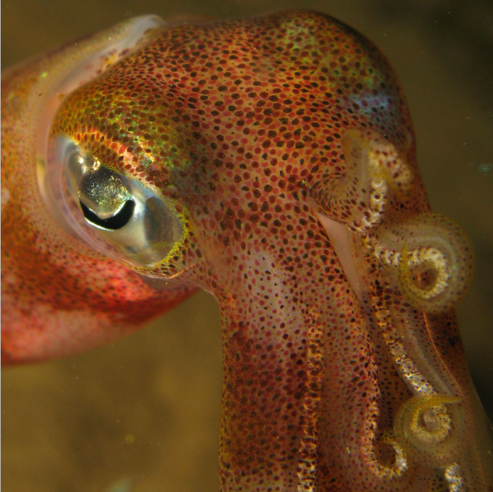 Kristin Belew: Metal Photo "Big Fin Reef Squid Eye"