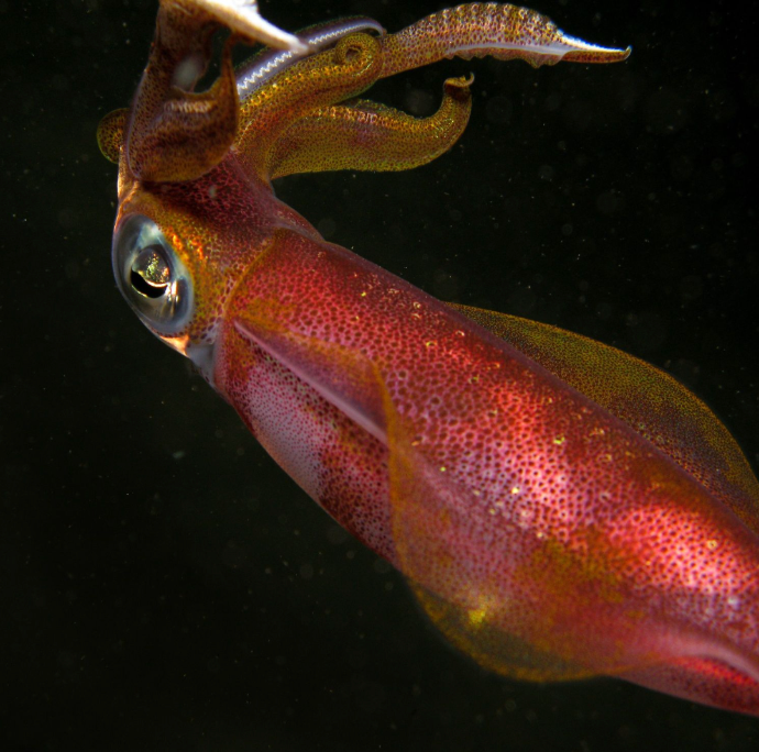 Kristin Belew: Metal Photo "Big Fin Reef Squid at Night"