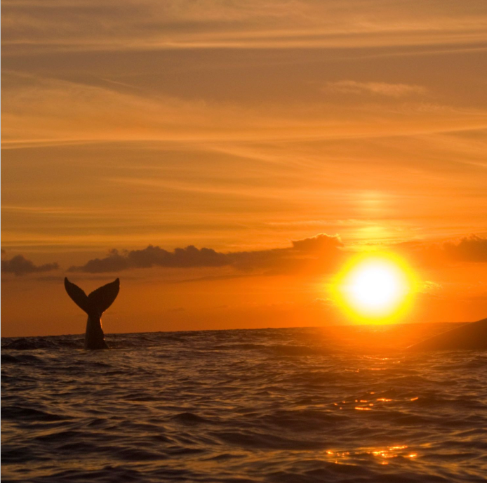 Kristin Belew: Metal Photo "Calf Whale Tail"