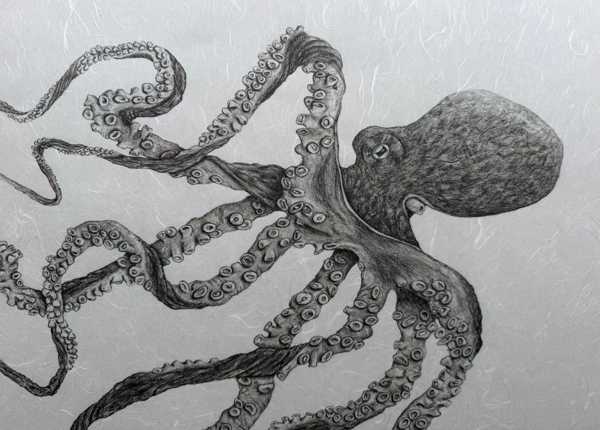Kristin Belew: "Calypso"  The Day Octopus Gyotaku