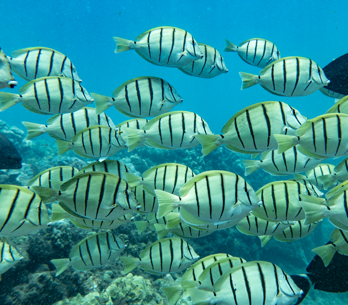 Kristin Belew: Metal Photo "Convict Tangs"