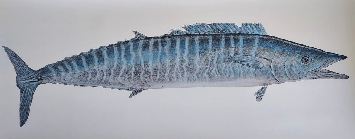 Kristin Belew: Tomʻs Ono (Wahoo)