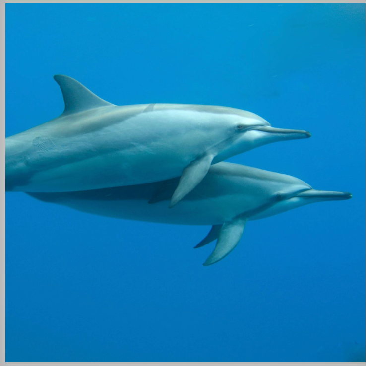 Kristin Belew: Metal Photo "Double Dolphins"