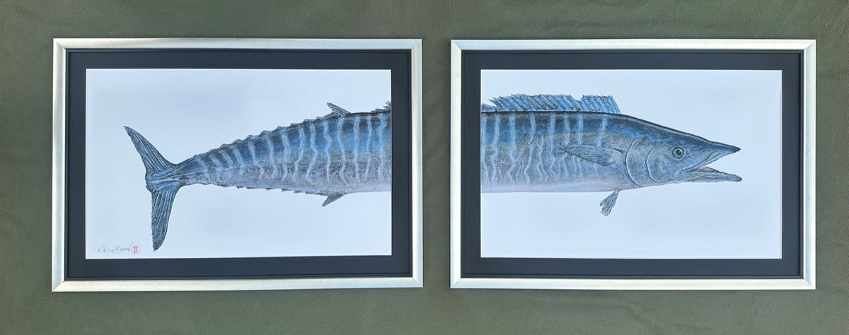 Kristin Belew: Tomʻs Ono (Wahoo) - Diptych Framed