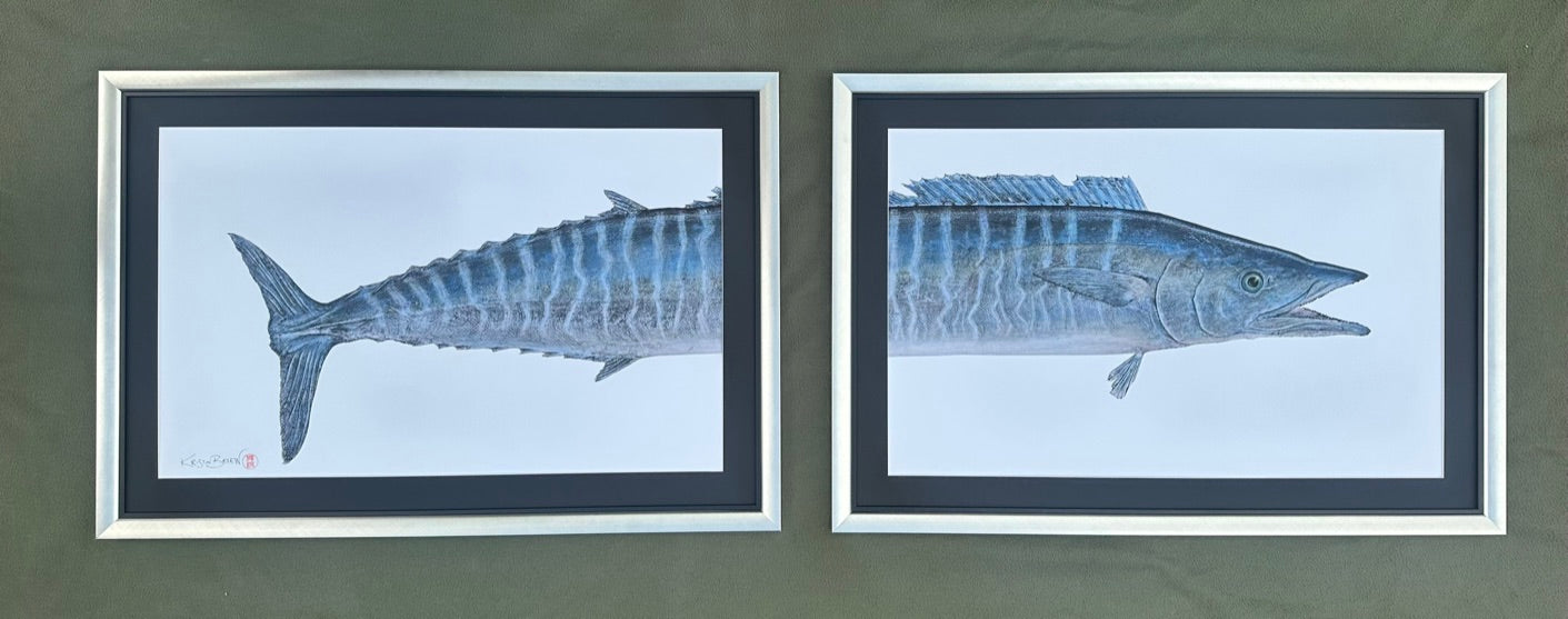 Kristin Belew: Tomʻs Ono (Wahoo) - Diptych Framed