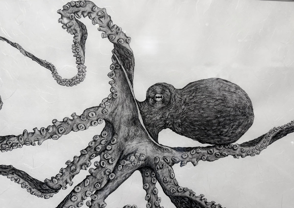 Kristin Belew: "Tako Bob" The Octopus Gyotaku