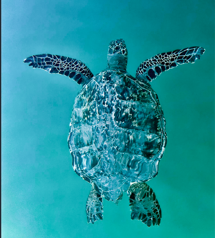 Kristin Belew: Metal Photo "Green Turtle in Teal"
