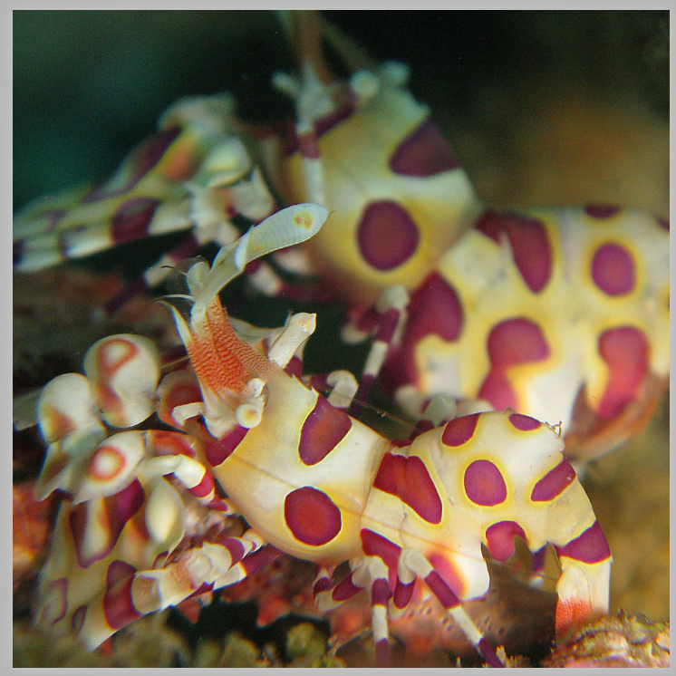 Kristin Belew: Metal Photo "Harlequin Shrimp"