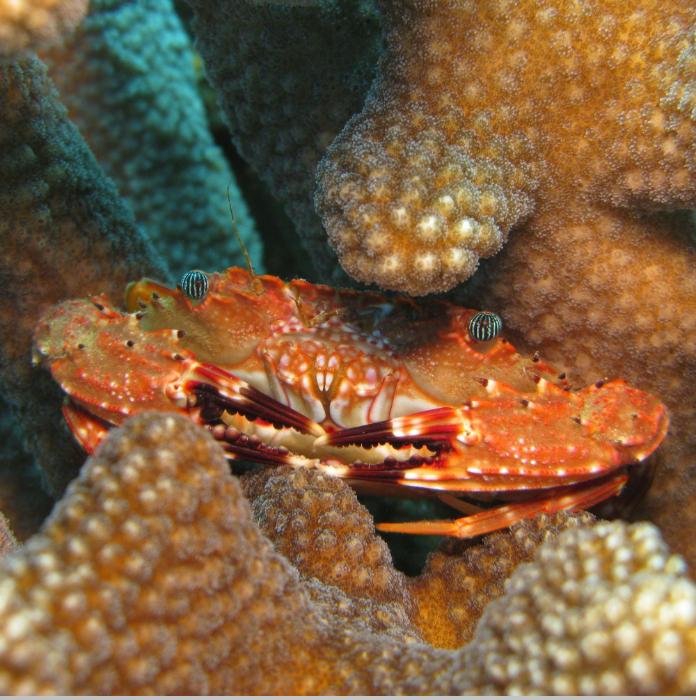 Kristin Belew: Metal Photo "Hawaiian Swimming Crab"