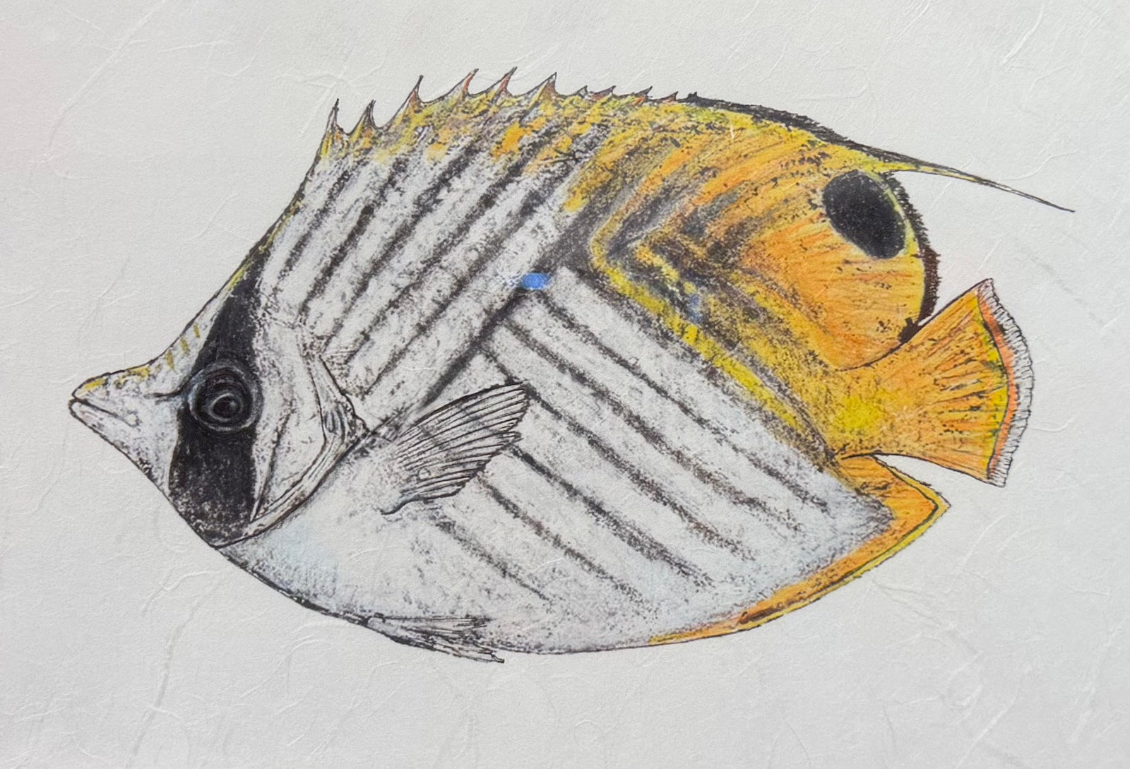 Kristin Belew: "Butterscotch" Threadfin Butterflyfish Gyotaku