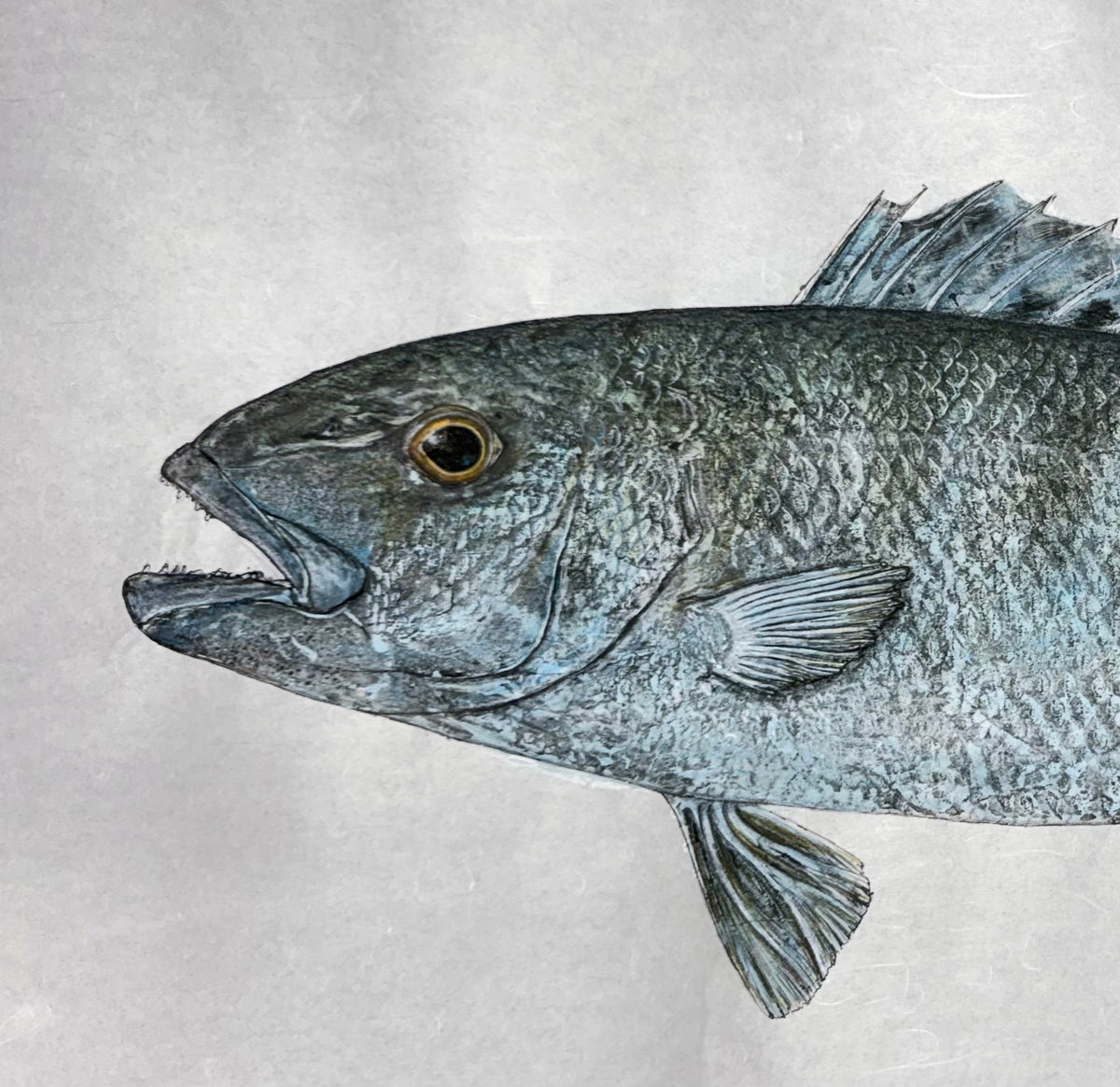 Kristin Belew: "Jaydenʻs Uku" Green/Gray Snapper Gyotaku