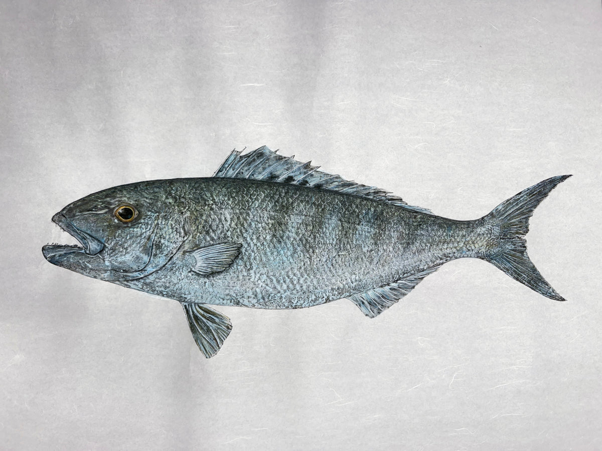 Kristin Belew: "Jaydenʻs Uku" Green/Gray Snapper Gyotaku