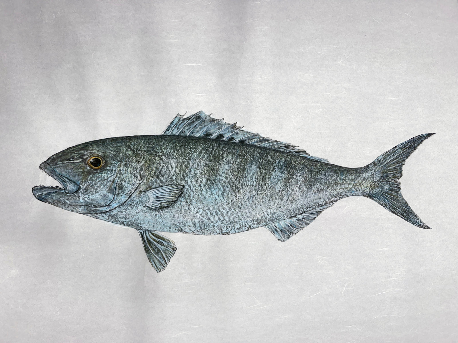 Kristin Belew: "Jaydenʻs Uku" Green/Gray Snapper Gyotaku
