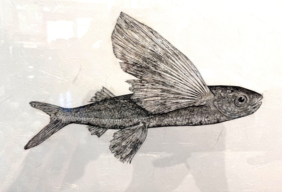 Kristin Belew: "Young Bro" The Malolo Original Gyotaku