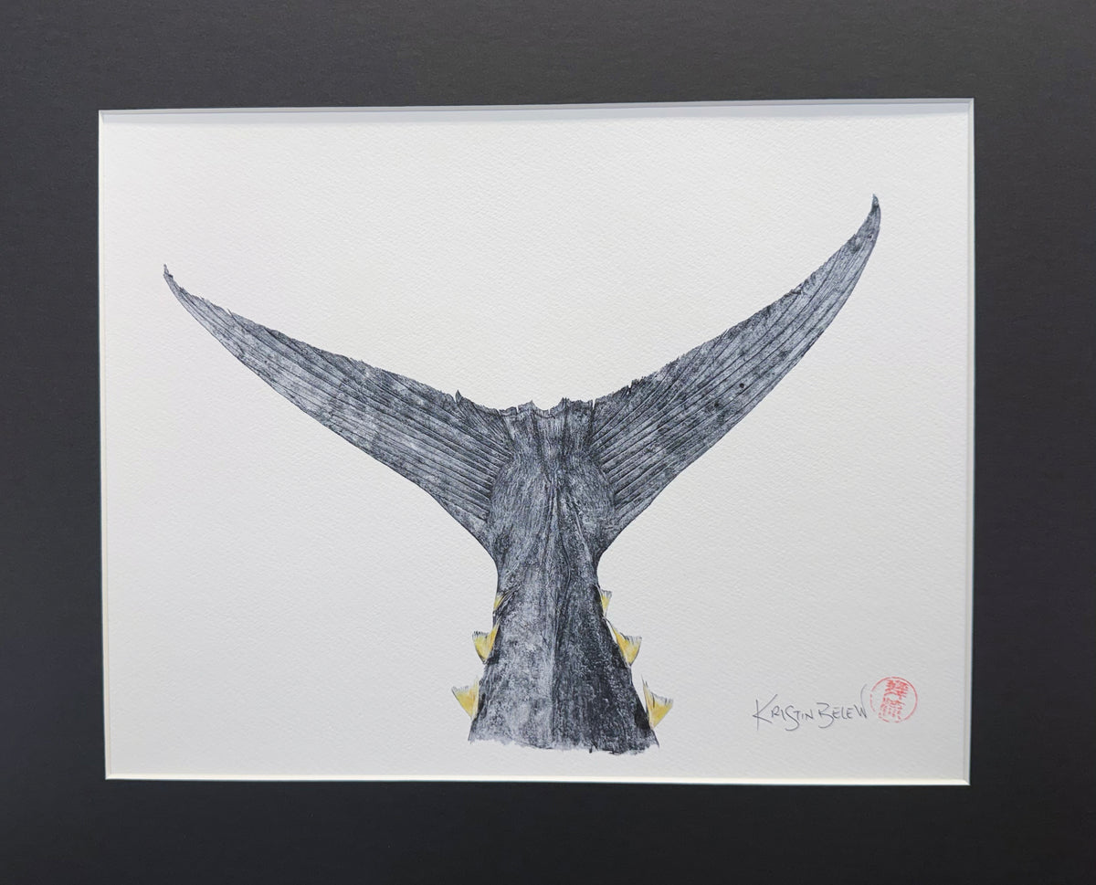 Ready-to-Frame Prints: Kristin Belew "150 lb Ahi Tail with Finlets"