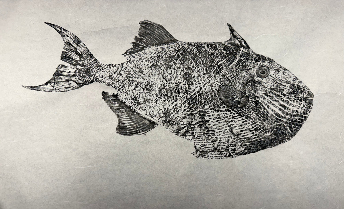 Oceanic Triggerfish