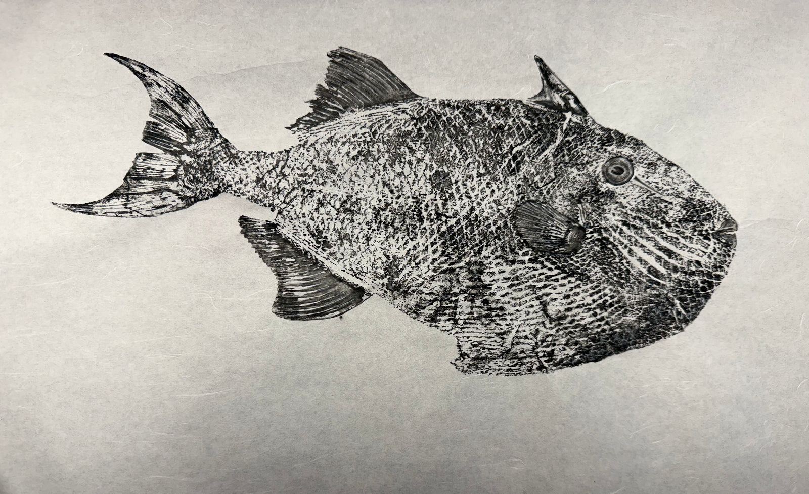 Oceanic Triggerfish
