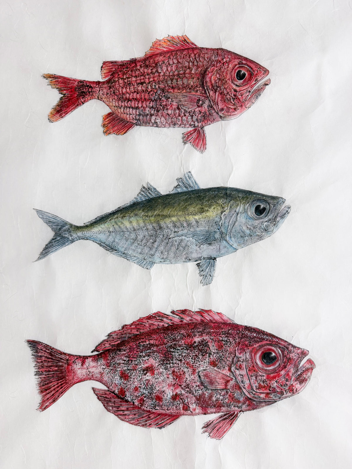 Kristin Belew: "Alanʻs Triple" Menpachi, Akule, Aweoweo