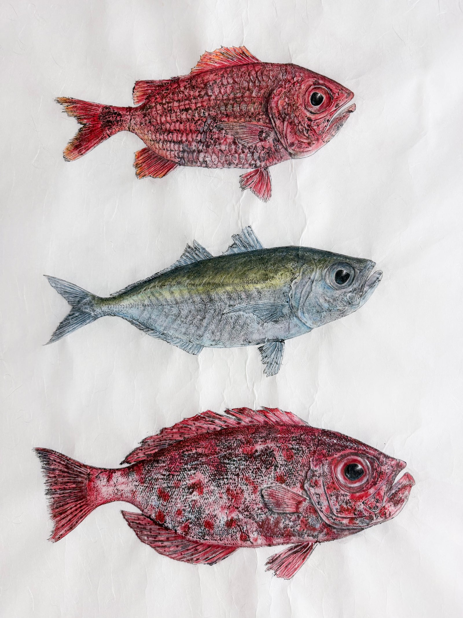Kristin Belew: "Alanʻs Triple" Menpachi, Akule, Aweoweo