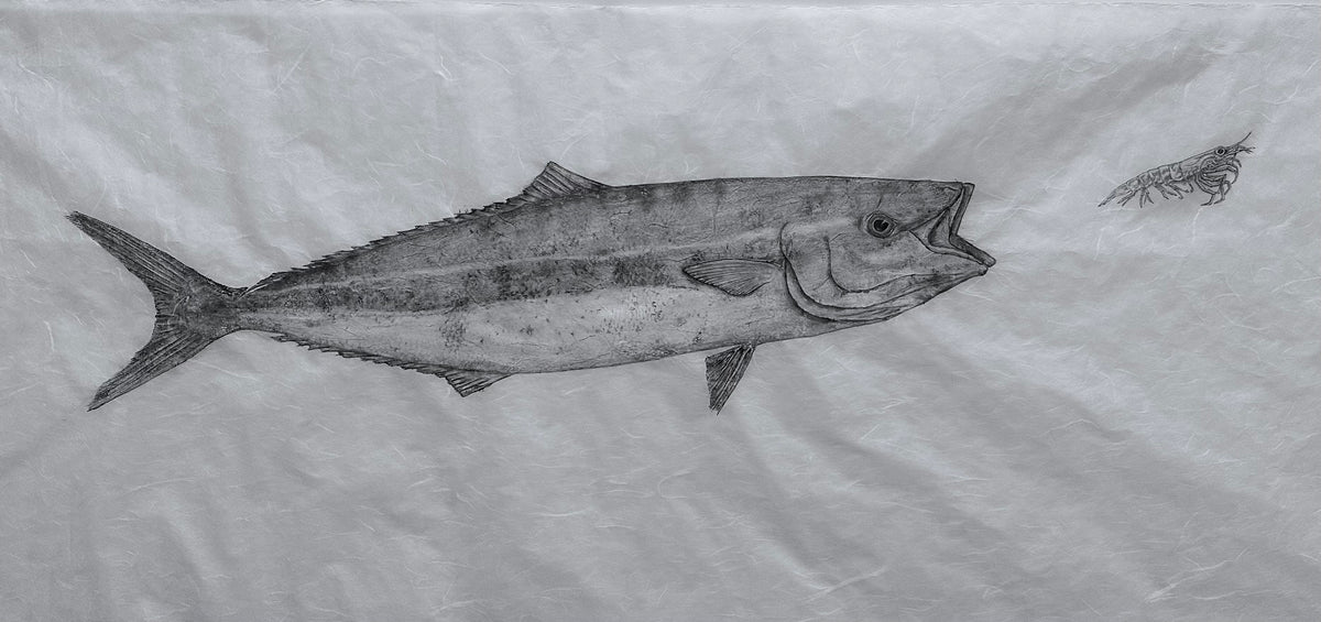 Kristin Belew: Shrimp for Dinner - Kamanu Original