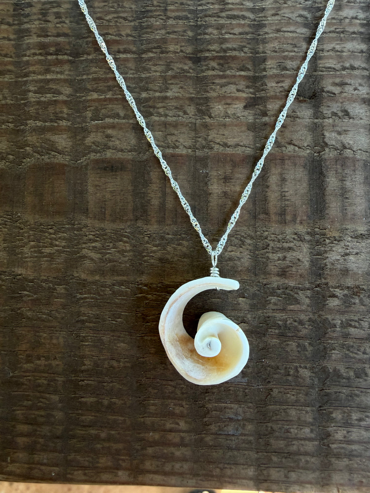 Kristin Belew: Cone Shell Swirl 1