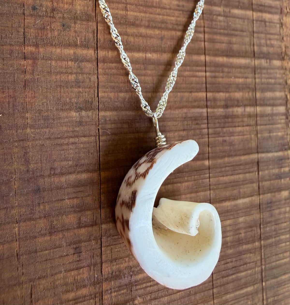Kristin Belew: Striated Cone Shell Swirl 2