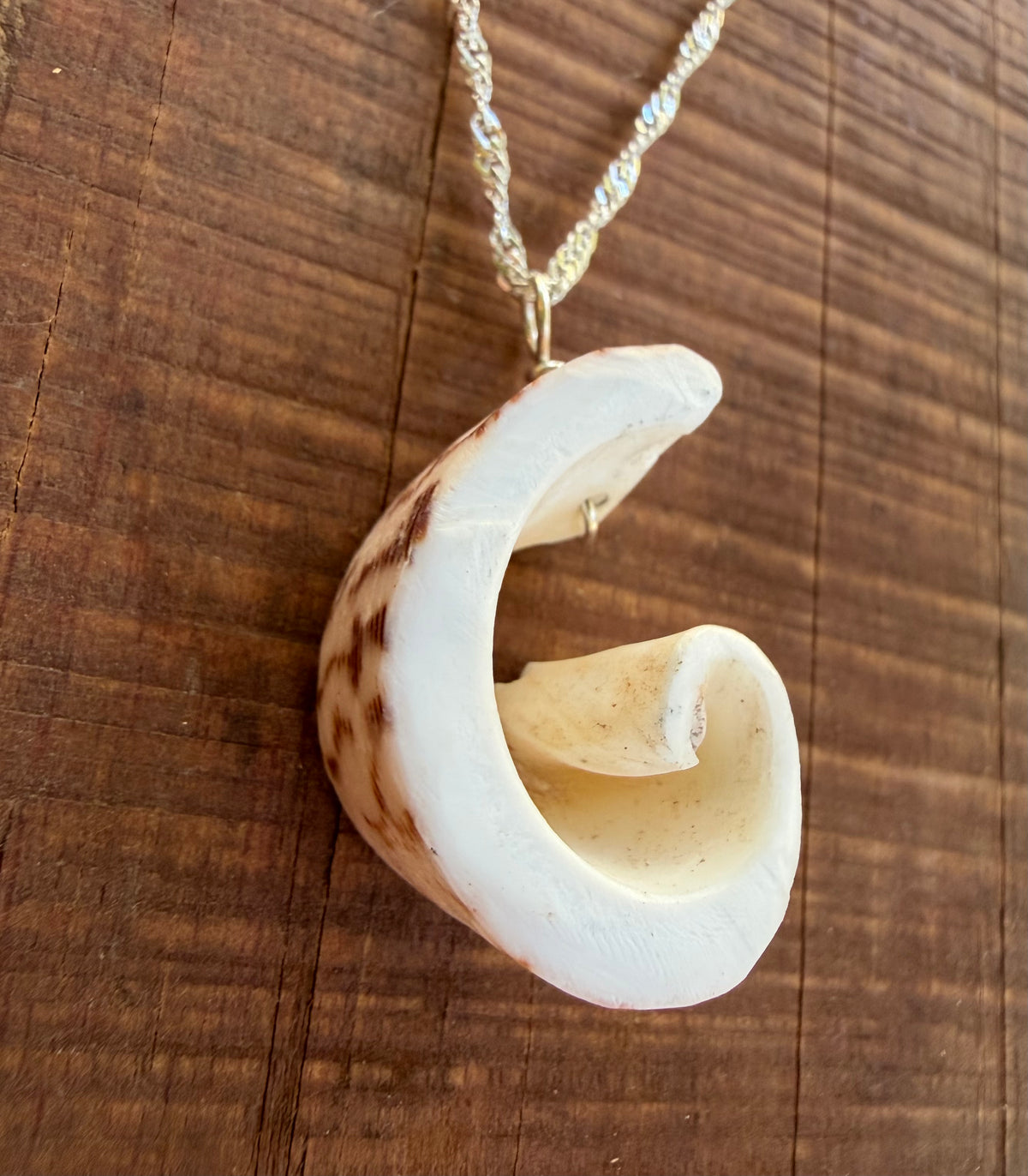 Kristin Belew: Striated Cone Shell Swirl 2