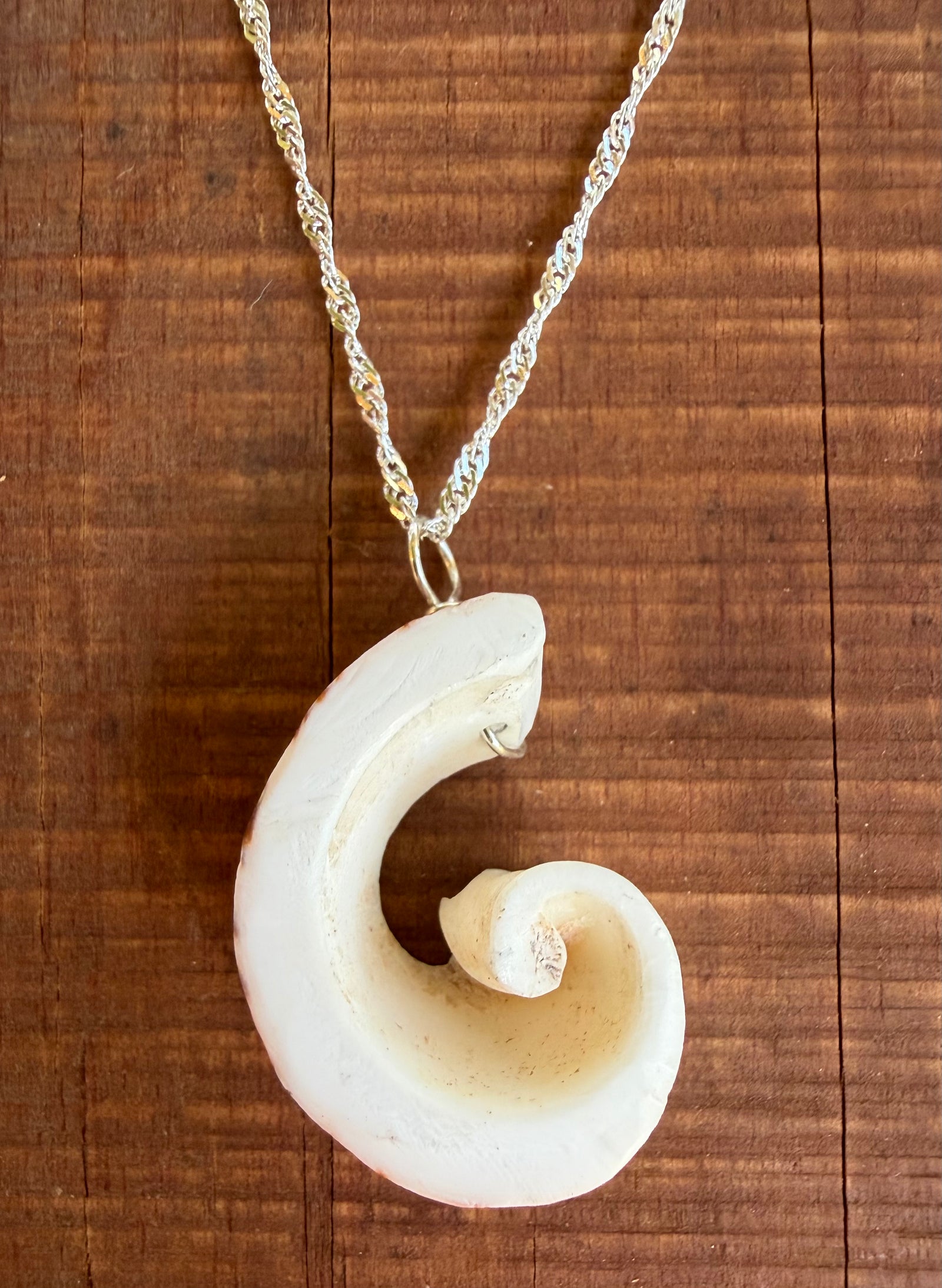 Kristin Belew: Striated Cone Shell Swirl 2
