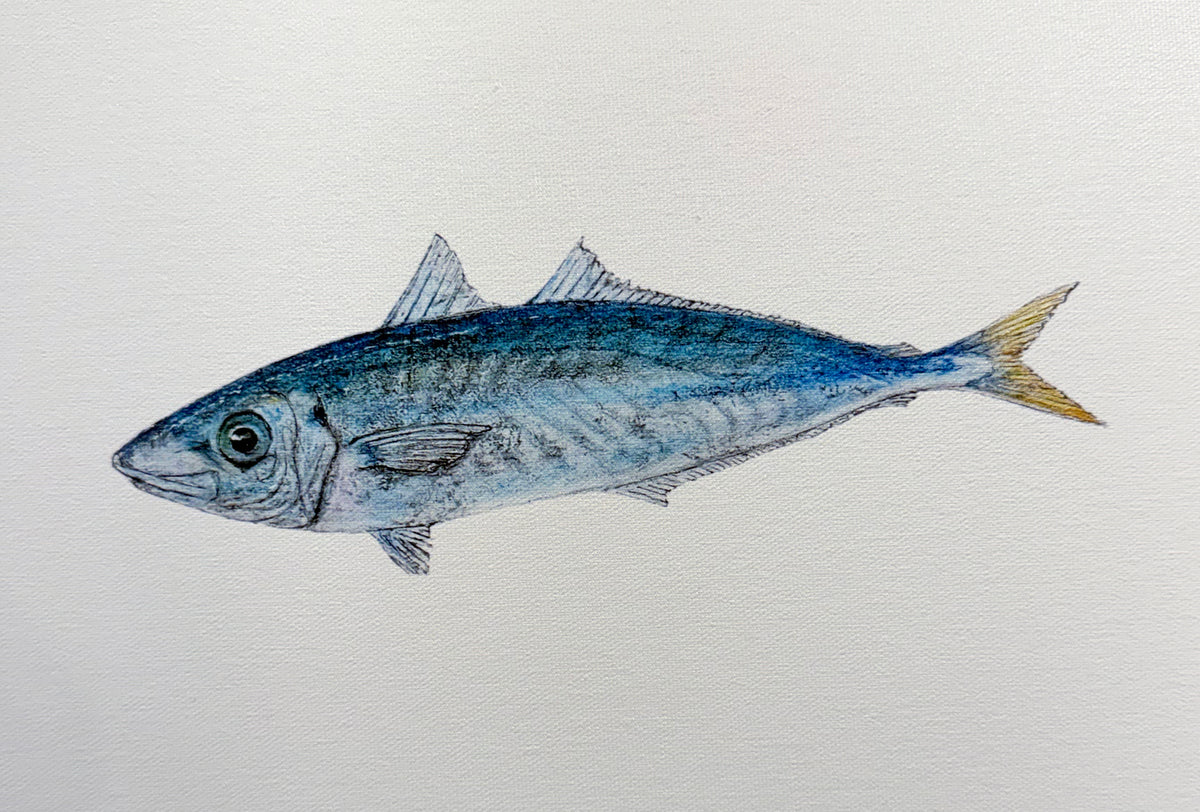 Kristin Belew: "Schmitʻs Mahi" DIPTYCH on Canvas
