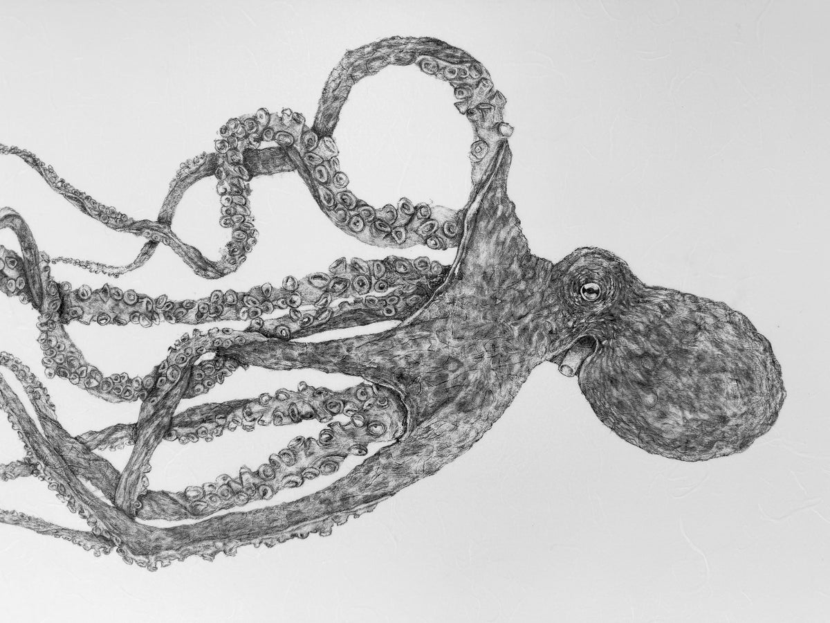 Kristin Belew: Framed "Ollie" The Octopus Gyotaku