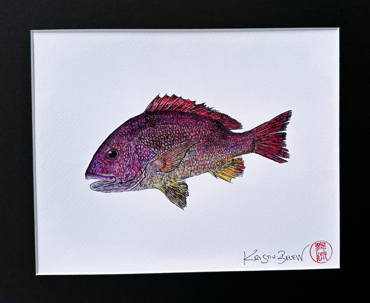 Ready-to-Frame Prints: Kristin Belew "Tommy the Toau" 11x14