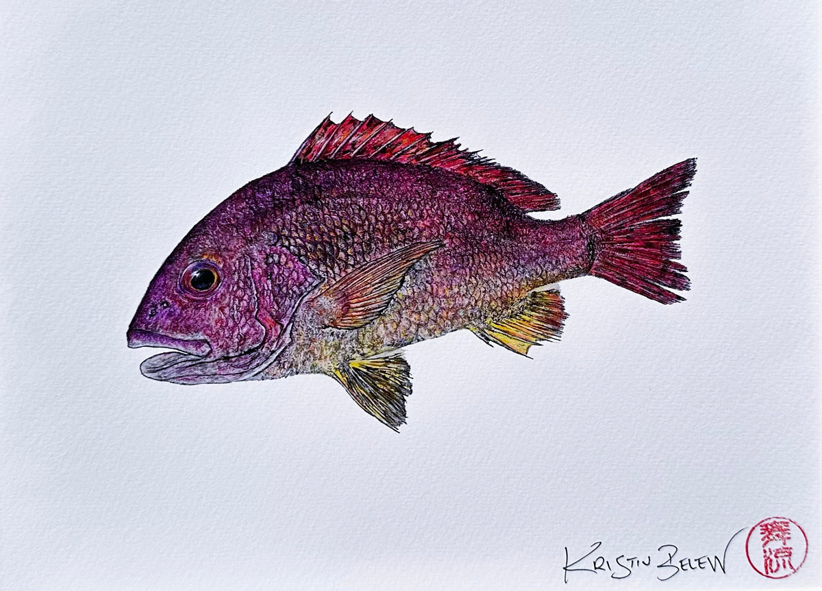 Ready-to-Frame Prints: Kristin Belew "Tommy the Toau" 11x14