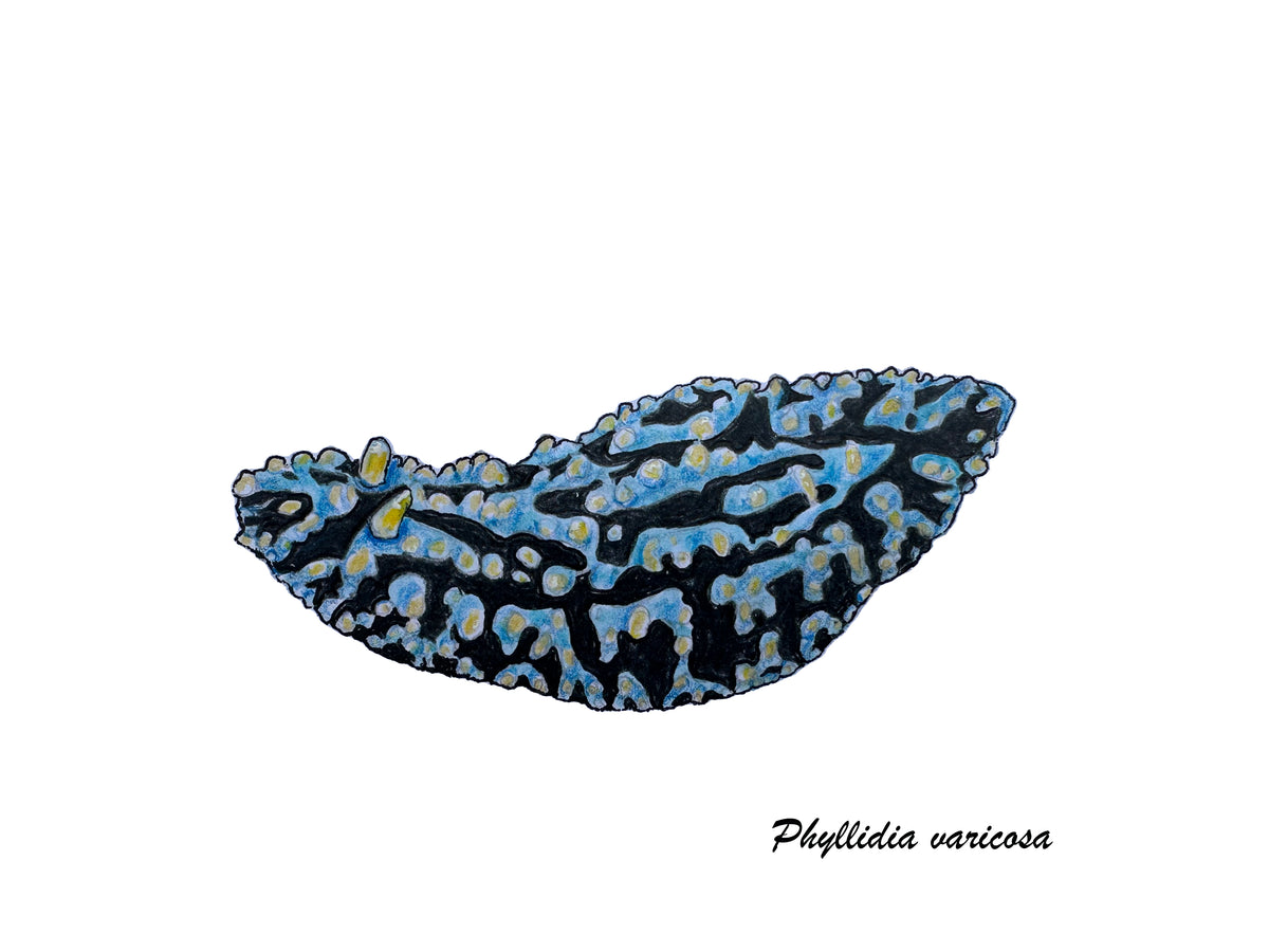 Deep Hawaii Art Greeting Cards 5 Pack-Nudibranchs