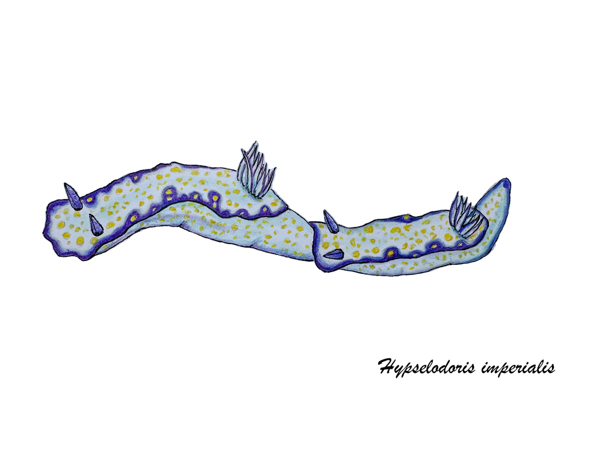 Deep Hawaii Art Greeting Cards 5 Pack-Nudibranchs