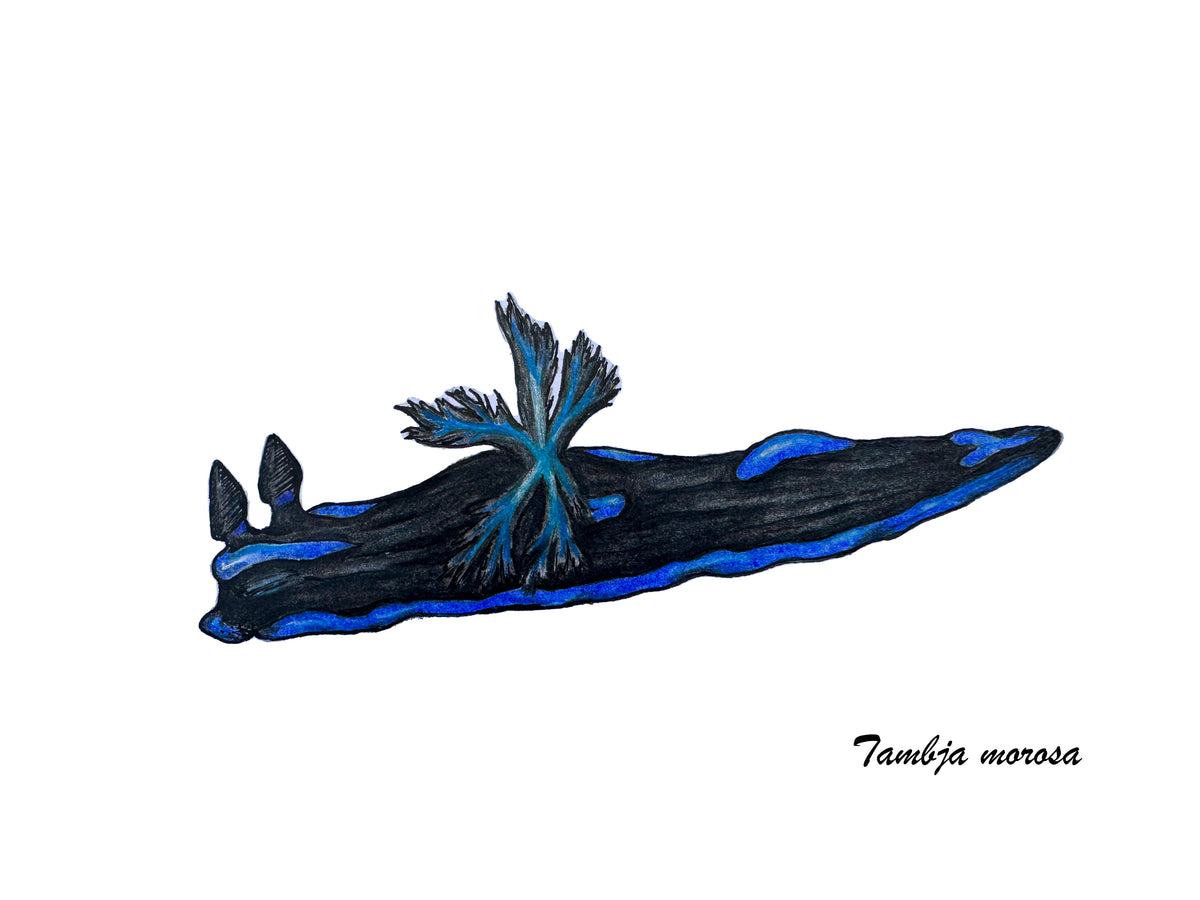 Deep Hawaii Art Greeting Cards 5 Pack-Nudibranchs