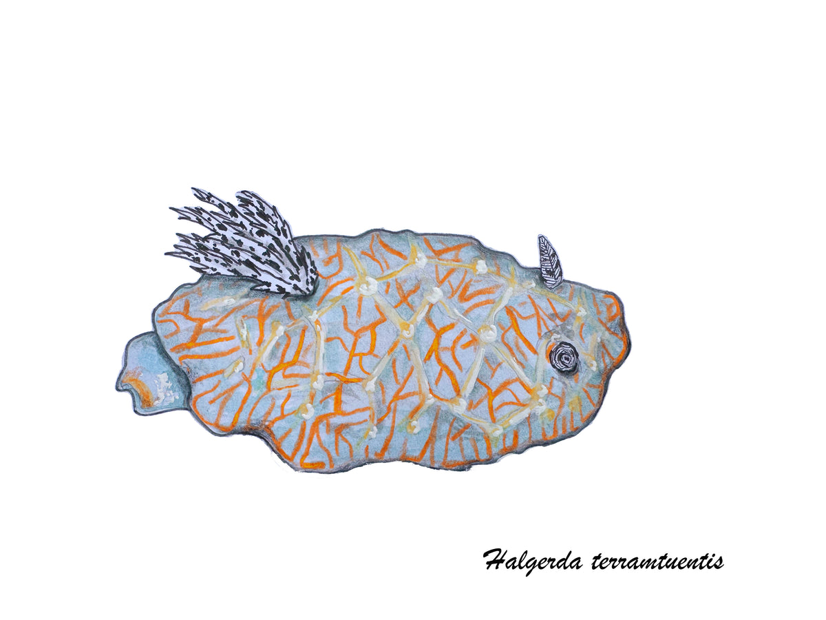 Deep Hawaii Art Greeting Cards 5 Pack-Nudibranchs