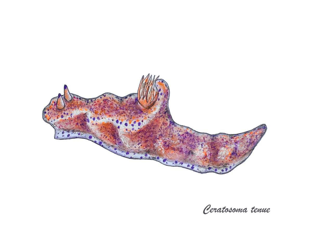 Deep Hawaii Art Greeting Cards 5 Pack-Nudibranchs