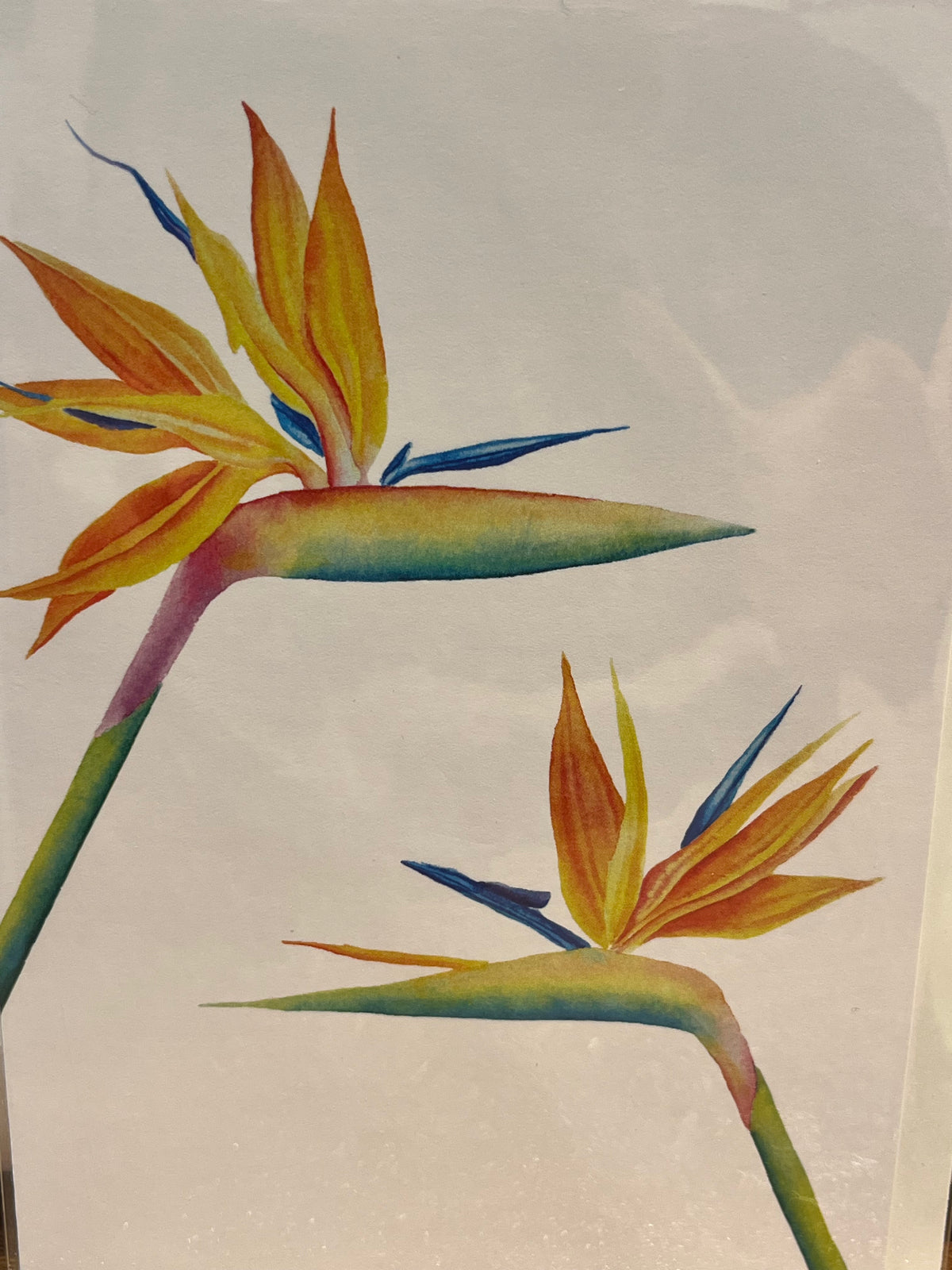 Poshiki: Bird Of Paradise Greeting Card