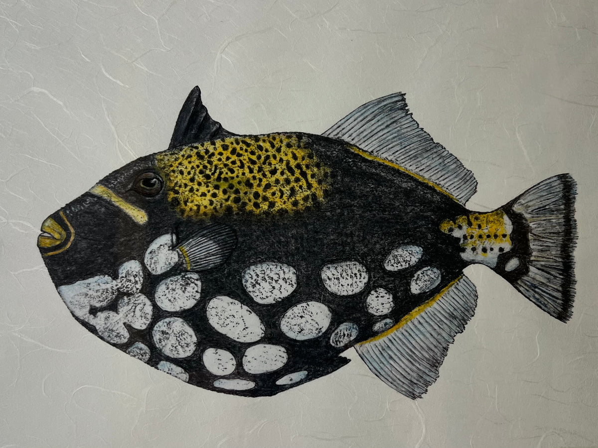 Kristin Belew: "Hercules" Clown Triggerfish Gyotaku -