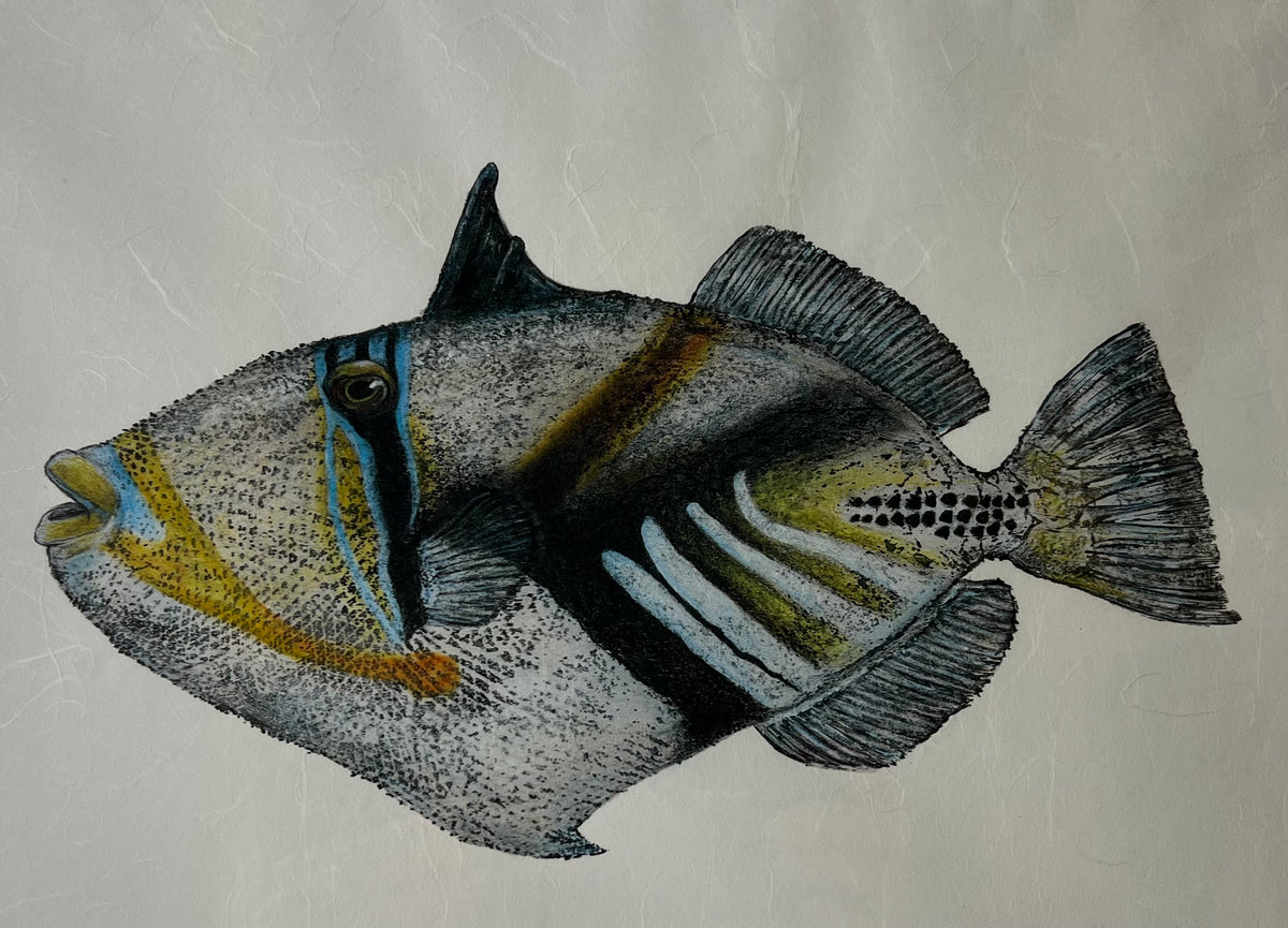 Kristin Belew: "Kamapua`a" The Humuhumunukunukuapua`a Gyotaku