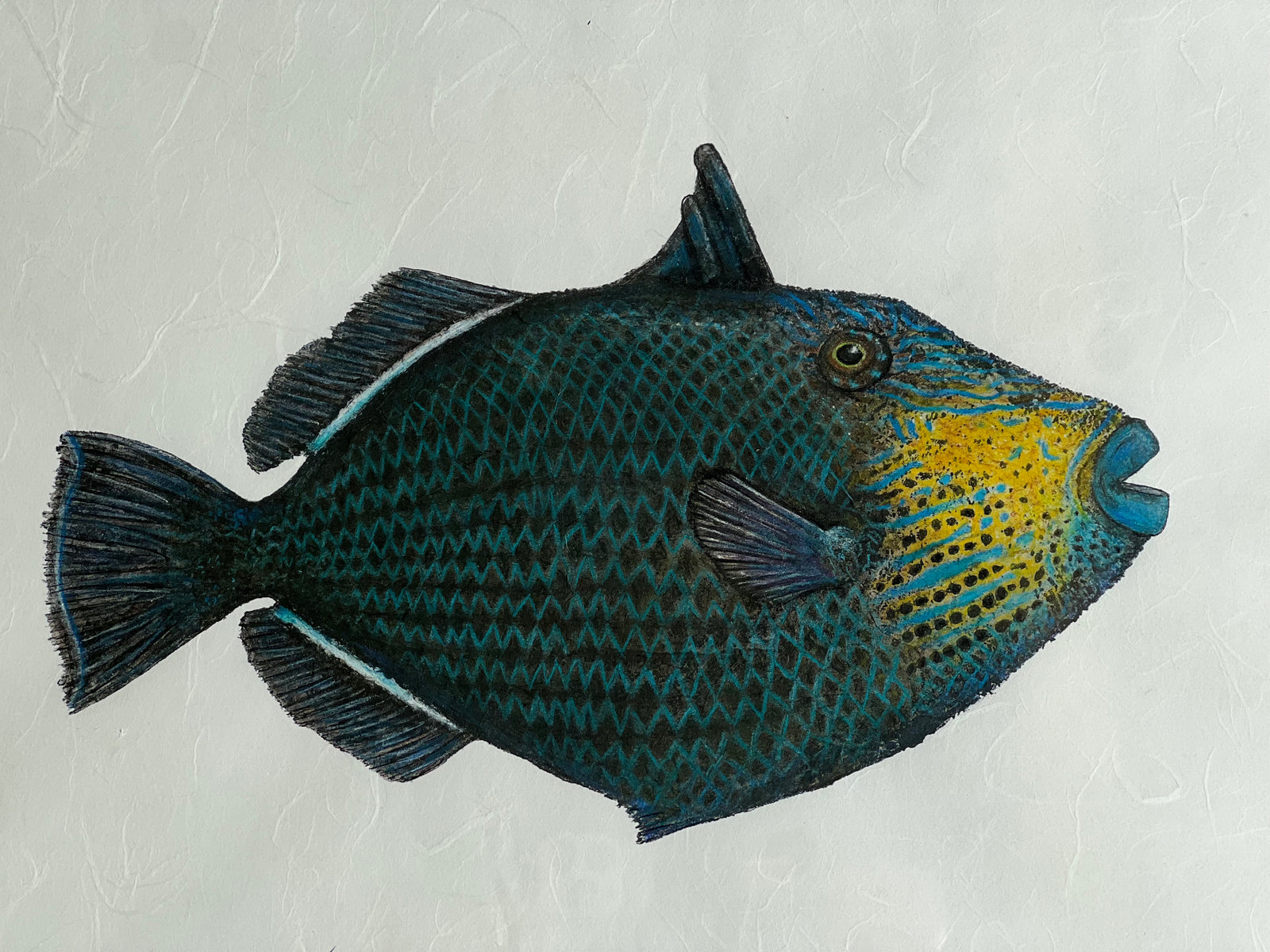Kristin Belew: "Ella" The Black Triggerfish Gyotaku