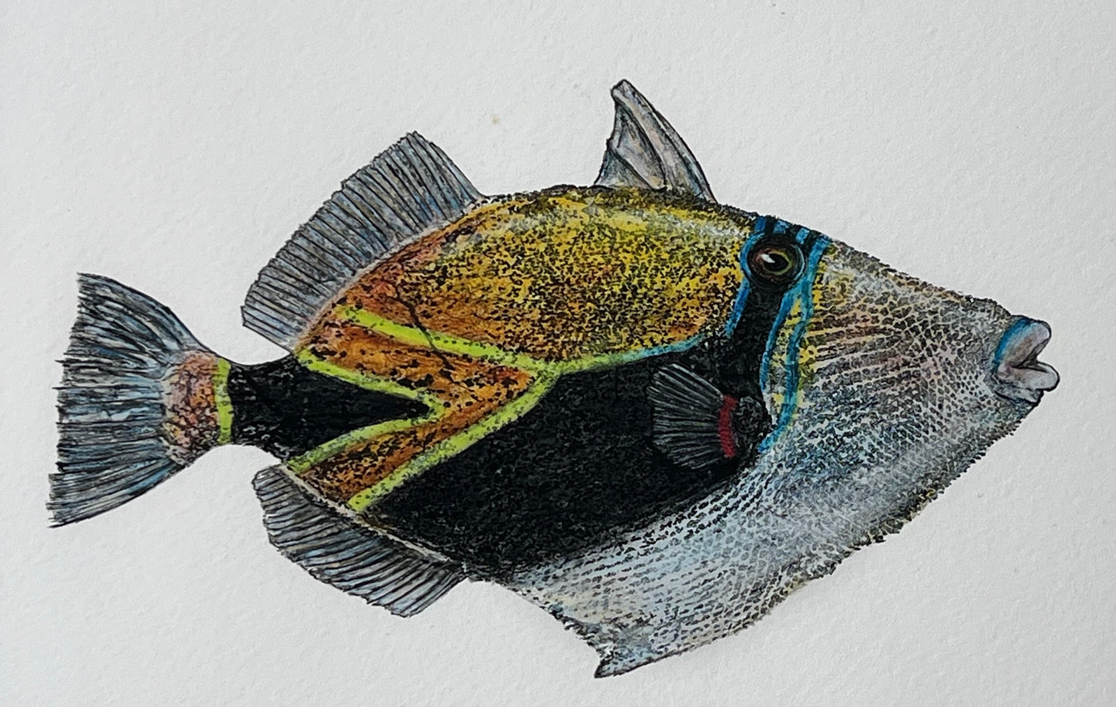 Kristin Belew: "Laverne" The Humuhumunukunukuapua`a Gyotaku