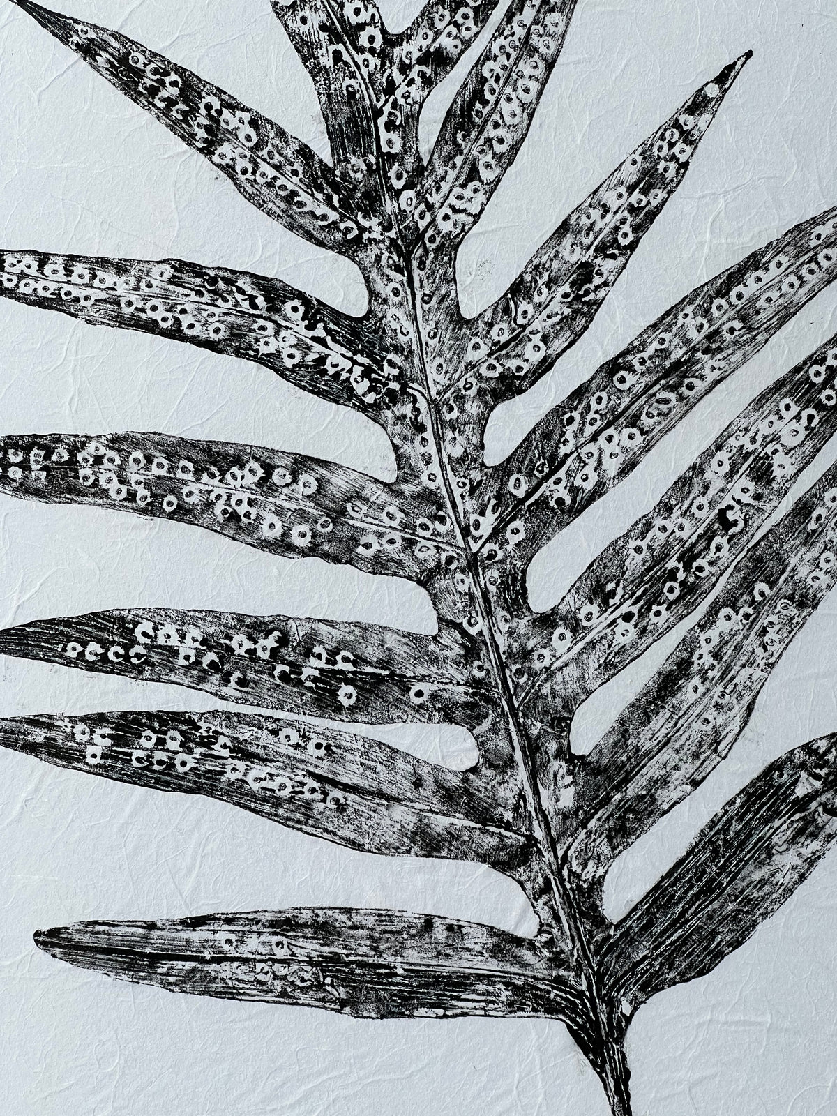 Kristin Belew: "Lauaʻe Fern"