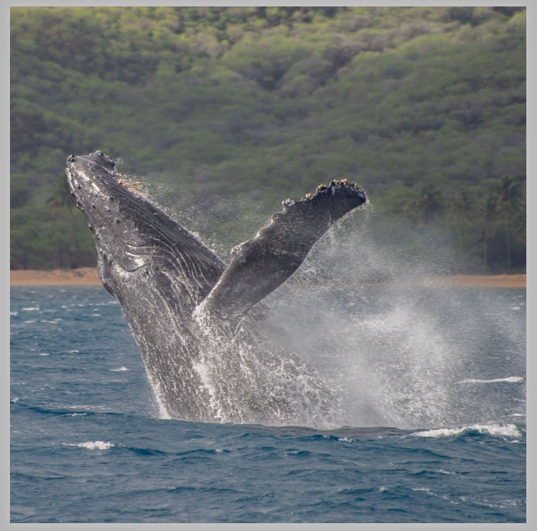 Kristin Belew: Metal Photo "Kahalepalaoa Breach"