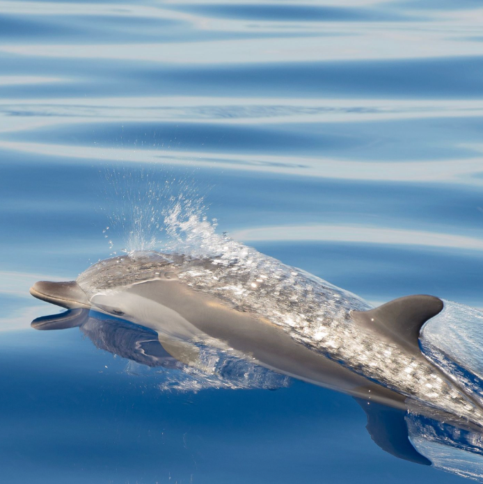 Kristin Belew: Metal Photo "Keiki Dolphin"